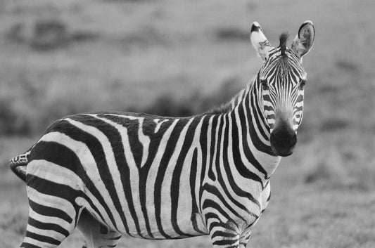 J'ai fait trois rêves